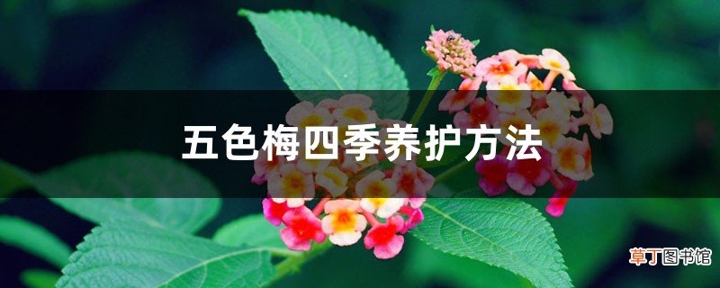 五色梅四季养护方法