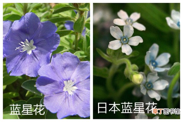 蓝星花和日本蓝星花的区别
