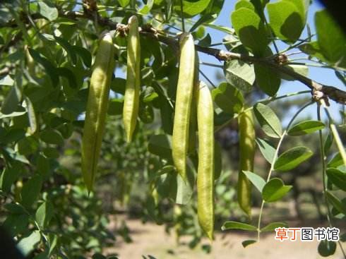 日常养发护发怎么吃 这些养头发的食物要多吃