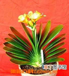 君子兰烂根怎么办 君子兰烂根怎么处理