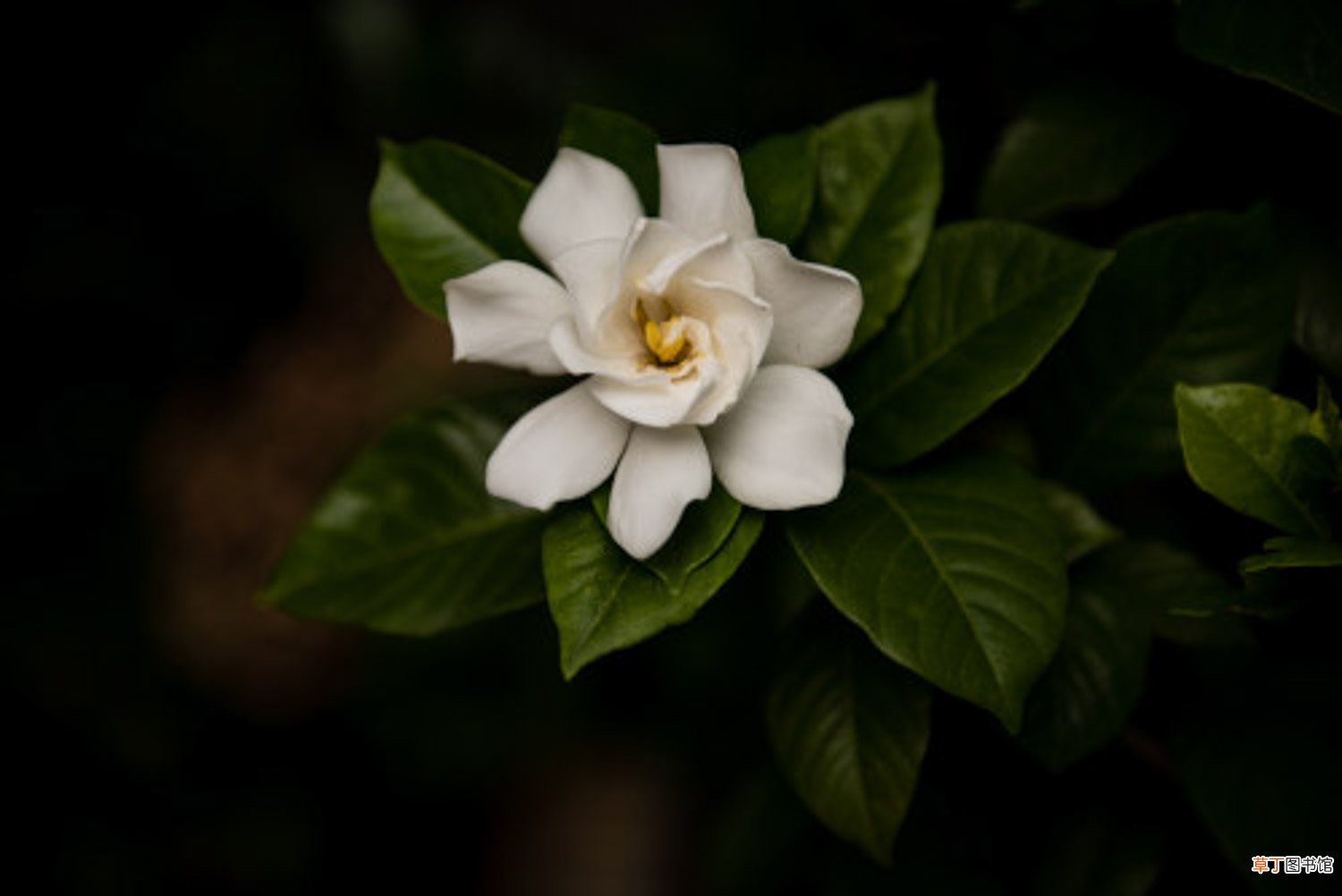 栀子花花期