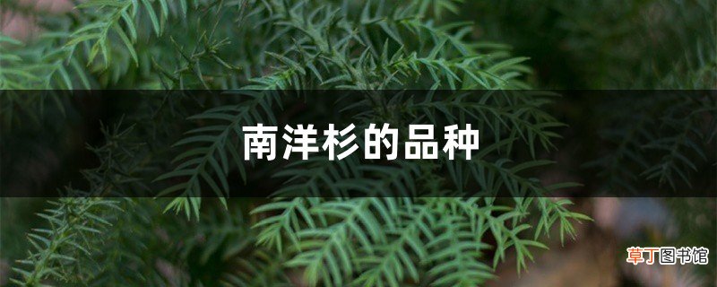 南洋杉的品种