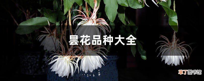 昙花品种大全