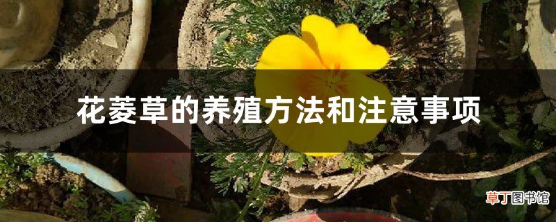 花菱草的养殖方法和注意事项