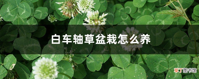 白车轴草盆栽怎么养