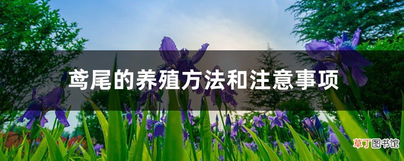 鸢尾的养殖方法和注意事项