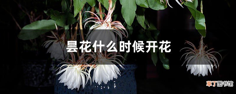 昙花什么时候开花