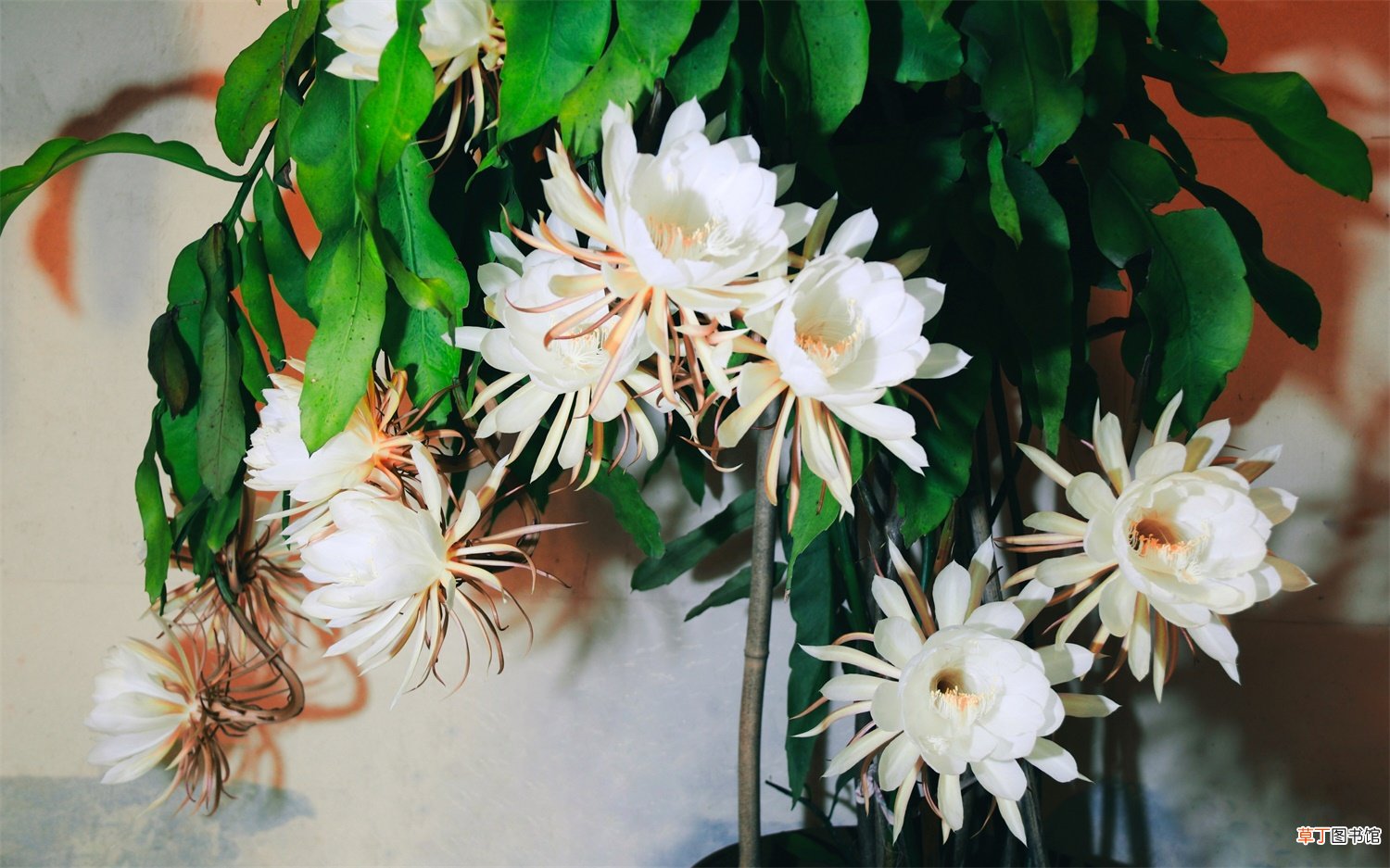 昙花什么时候开花
