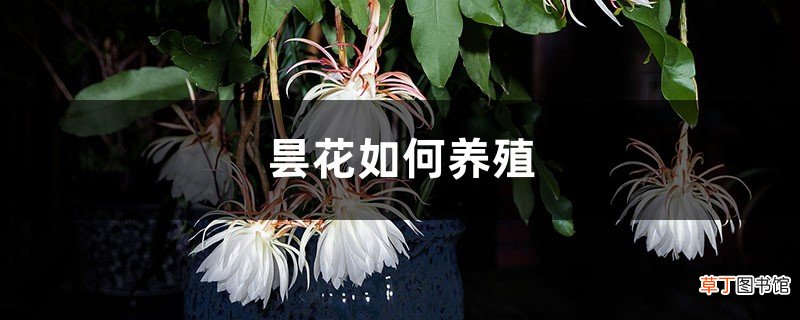 昙花如何养殖