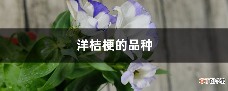 洋桔梗的品种