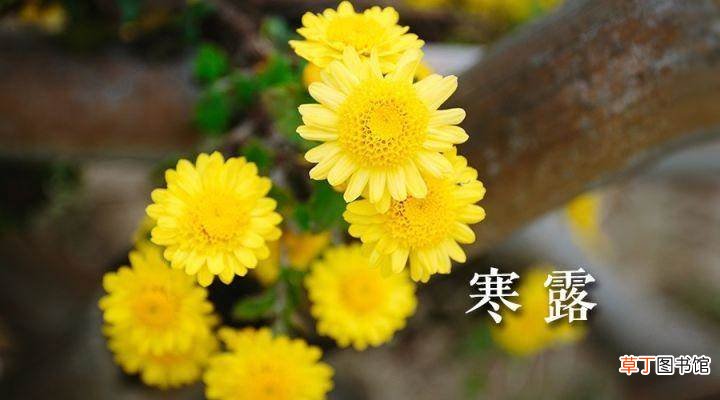 寒露前后天气怎么样?寒露节气气温多少度