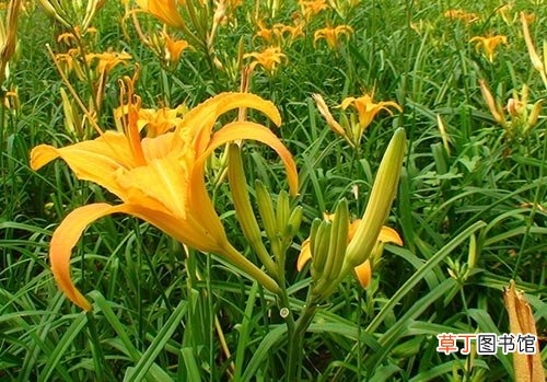 这些蔬菜吃时一定要煮熟 否则容易食物中毒