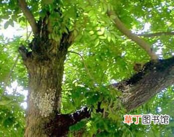 吃番茄别犯8个致命错误 空腹时不宜食用