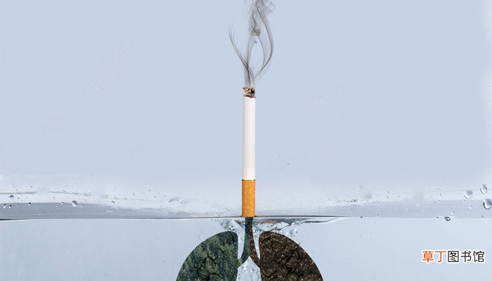 烟的品种