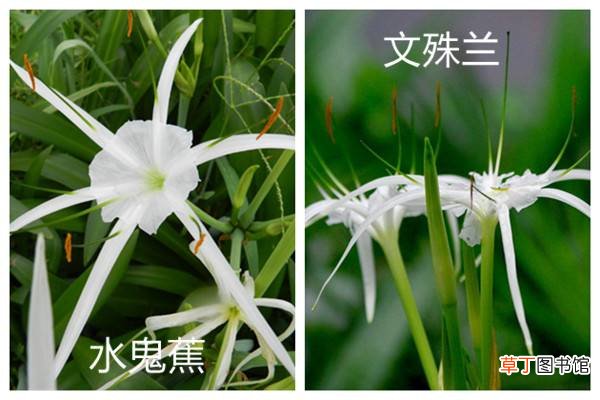 水鬼蕉和文殊兰的区别
