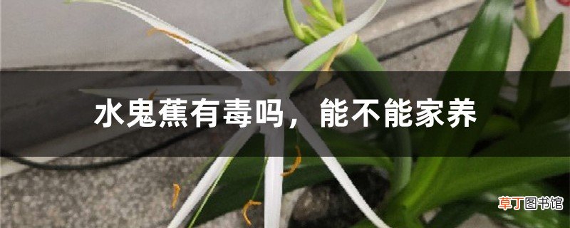 水鬼蕉有毒吗，能不能家养
