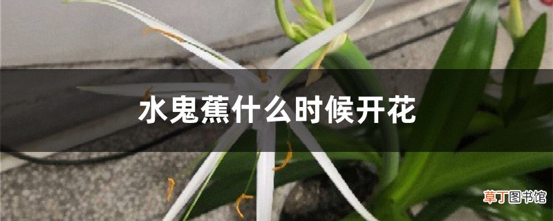 水鬼蕉什么时候开花
