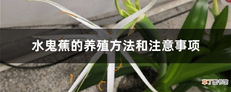 水鬼蕉的养殖方法和注意事项