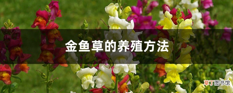 金鱼草的养殖方法