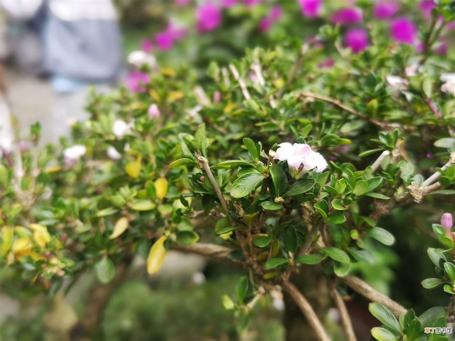 六月雪的盆栽与养护