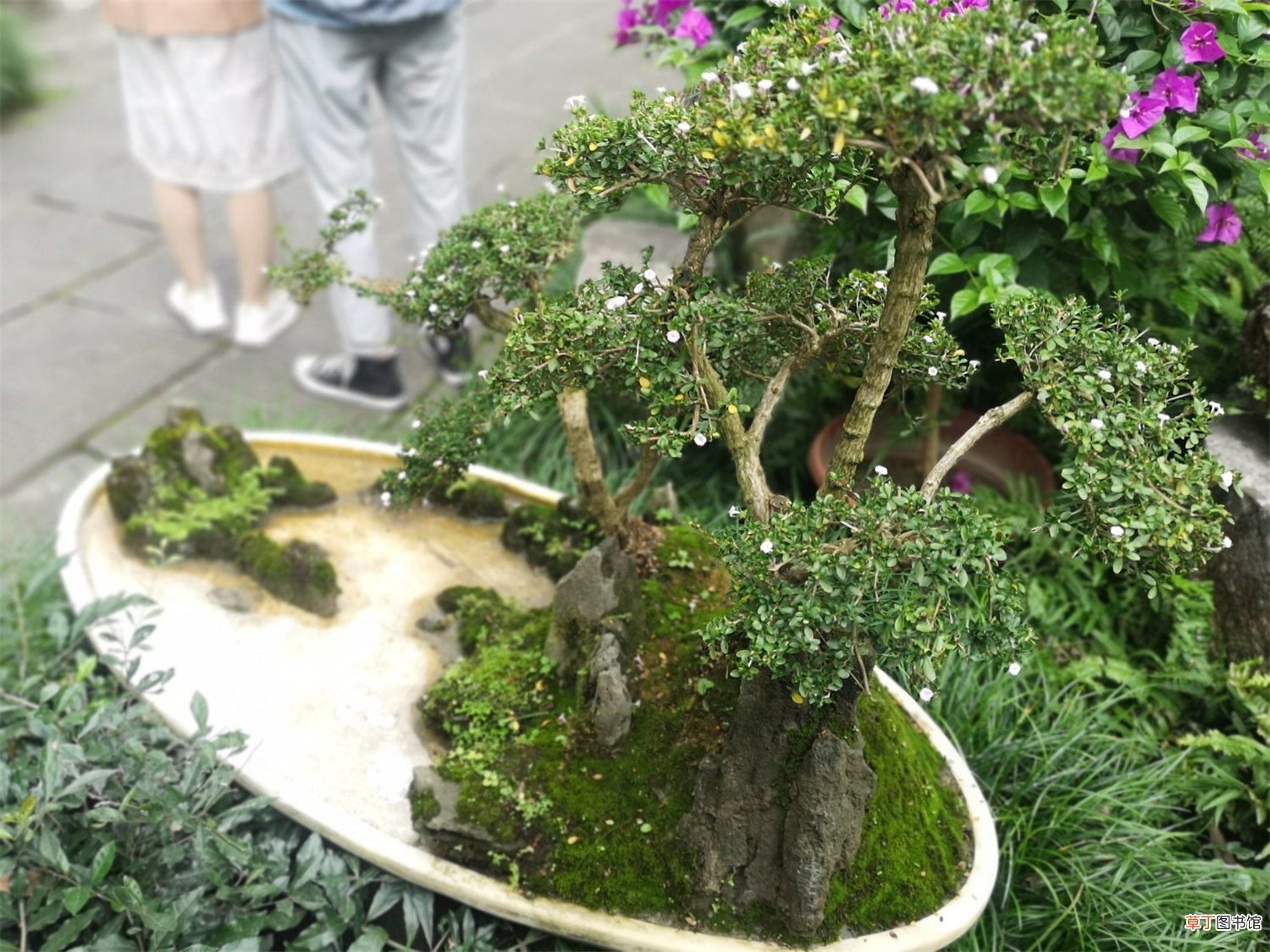 六月雪的盆栽与养护