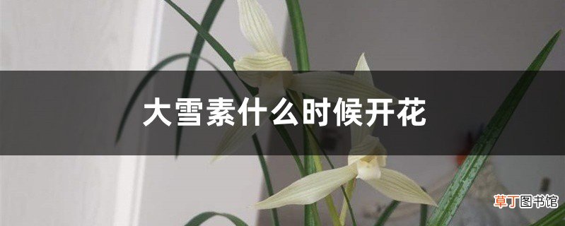 大雪素什么时候开花