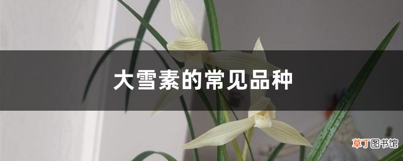 大雪素的常见品种