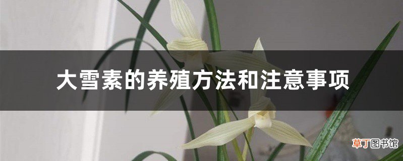大雪素的养殖方法和注意事项