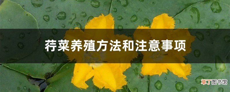 荇菜养殖方法和注意事项