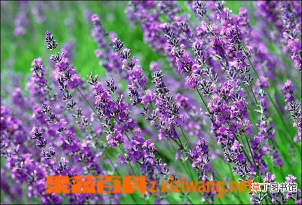 薰衣草花期是什么时候 薰衣草什么时候开花