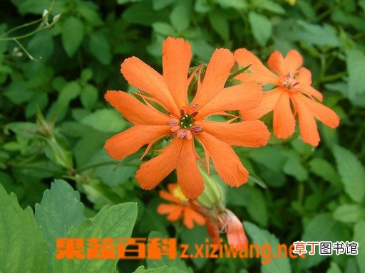 剪秋萝的功效与作用