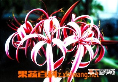 红花文殊兰的功效与作用