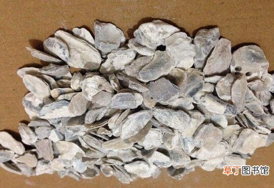 生牡蛎的功效与作用及药用价值