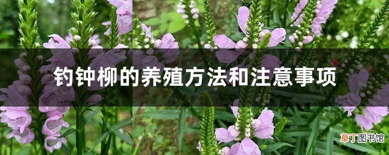 钓钟柳的养殖方法和注意事项