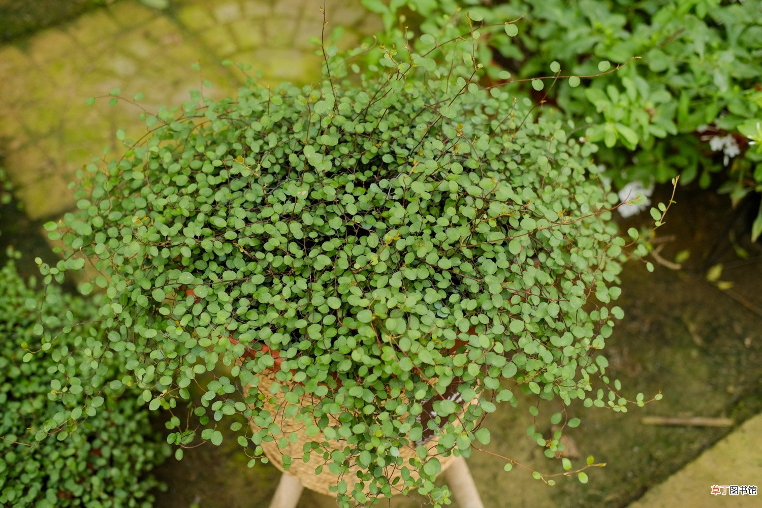 千叶吊兰开花吗
