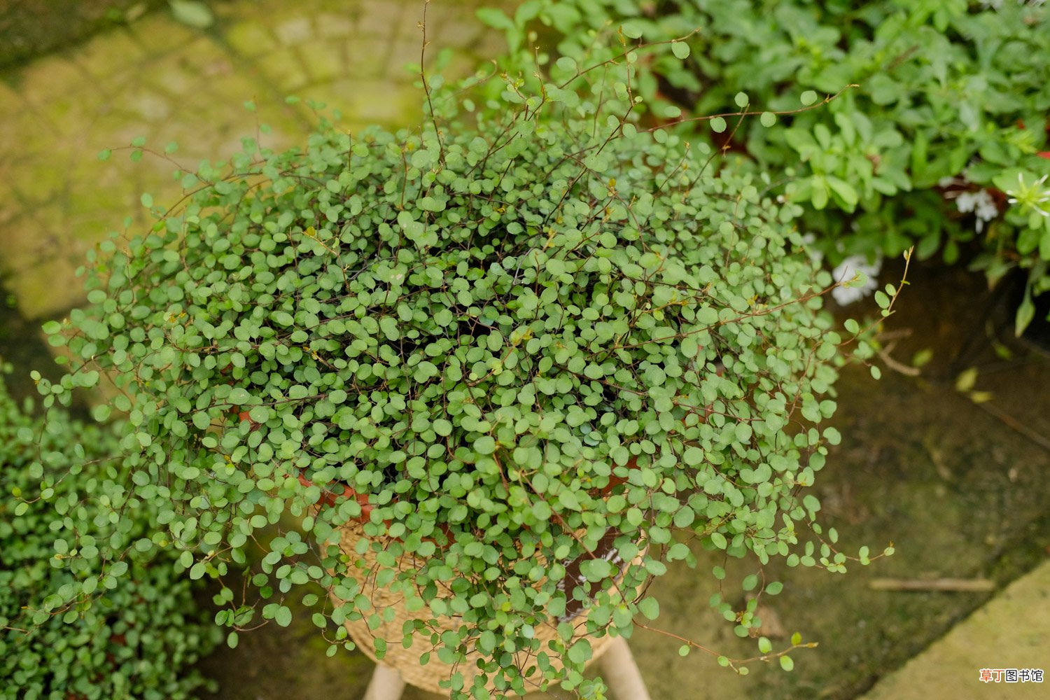 千叶吊兰开花吗