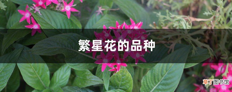 繁星花的品种