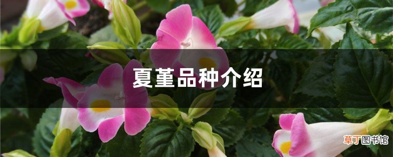 夏堇品种介绍