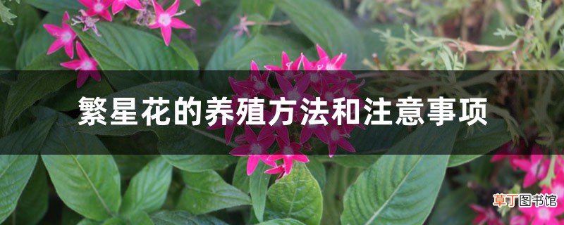 繁星花的养殖方法和注意事项