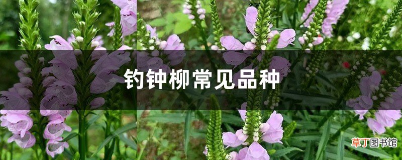 钓钟柳常见品种