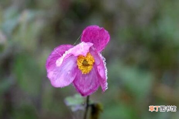 打碗花、打破碗花、打破碗碗花都是些什么植物 – 花百科