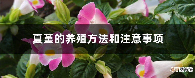夏堇的养殖方法和注意事项