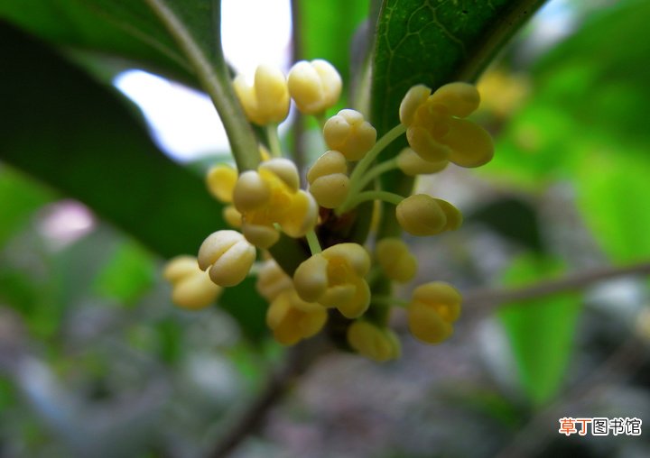 桂花是哪个季节开花 十月份了桂花为什么还没有开花