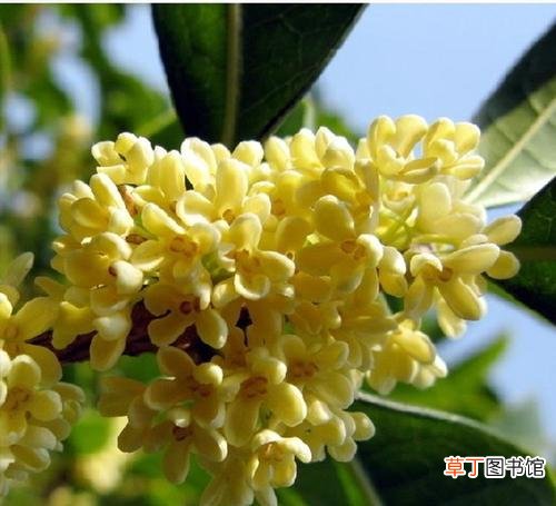 桂花是哪个季节开花 十月份了桂花为什么还没有开花