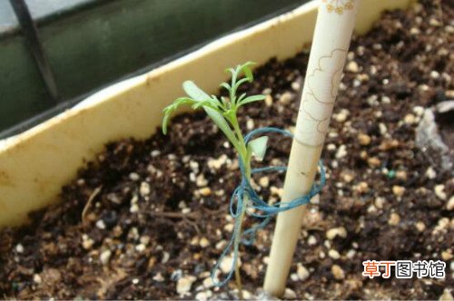 百日草什么时候播种 百日草播种时方法及注意事项有这些