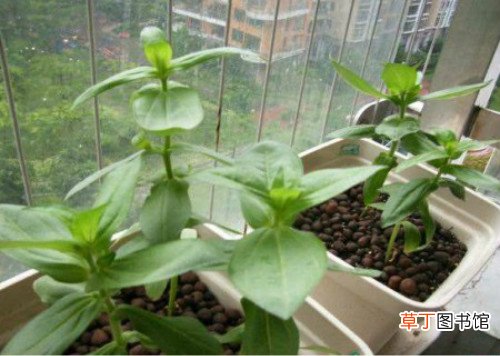 百日草什么时候播种 百日草播种时方法及注意事项有这些