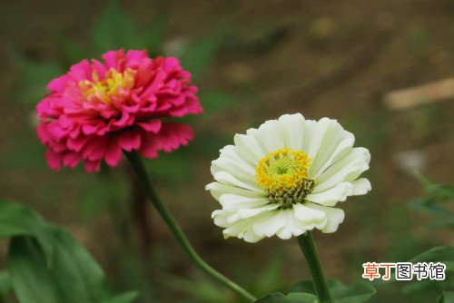 百日草什么时候播种 百日草播种时方法及注意事项有这些
