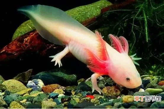 洞螈是不是龙为什么像龙 洞螈是怎样一种生物
