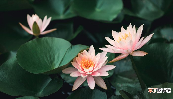夏至的意义和来历