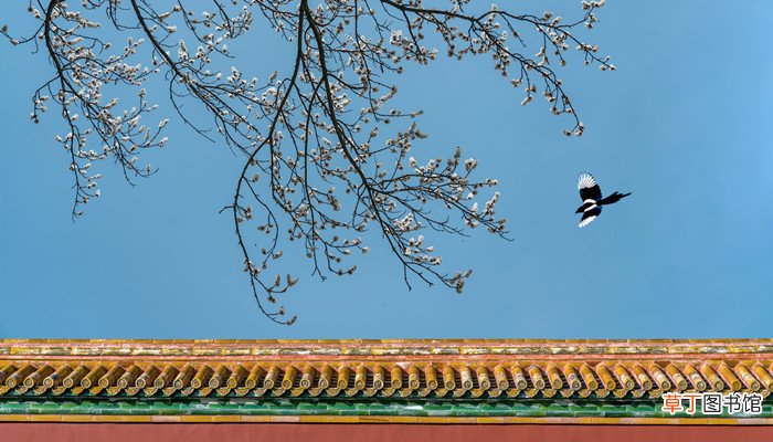 四喜鸟是国家保护动物吗